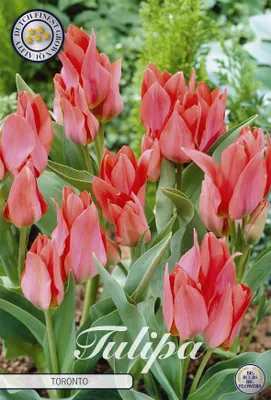 Artikelbild 2 von 'Tulpe Toronto (10 Stück)' aus der Kategorie Tulpenzwiebeln