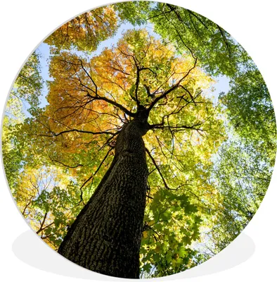 Produktbild von MuchoWow® Rundes Wandbild - Runde Bilder Baum - Natur - Wald Ø 30 cm Kreis Wanddekoration Kunststoff - Wandkreis - Wandschmuck - Schlafzimmer - Bilder - Der Kreis - Kunst für die Wohnung - Plastik - Kunstdruck - Wandbild