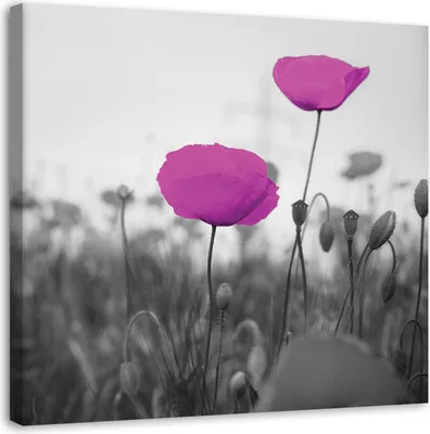 Produktbild von Leinwandbild lila mohnblumen auf der wiese 40x40 cm Feeby lila wandbild bereit zum aufhängen