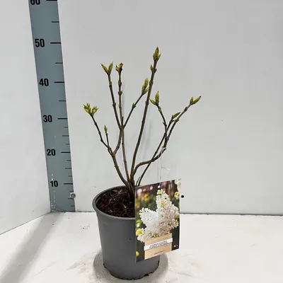 Immagine prodotto di Syringa vulgaris 'Mme Florent Stepman' - Lillà nobile | 30-40 cm in vaso
