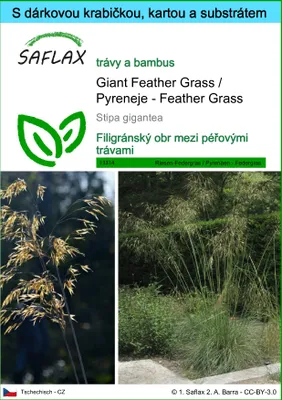 Obrázek produktu pro SAFLAX Dárková sada - Giant Feather Grass / Pyreneje - Feather Grass - Stipa gigantea - 10 Semena - S dárkovou krabičkou, přepravním štítkem, dárkovou kartou a pěstebním médiem