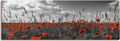 Produktbild von ARTland Leinwandbild Mohnblumenfeld in colorkey Größe: 40x20 cm