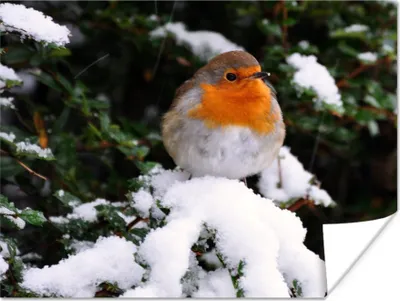 Produktbild von MuchoWow® Poster Rotkehlchen - Baum - Schnee 160x120 cm - Foto Plakat