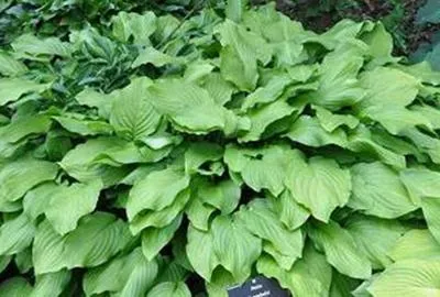 Immagine prodotto di 6 x Hosta hybr. 'Honeybells' - Hosta - vaso 9 x 9 cm x 9 cm
