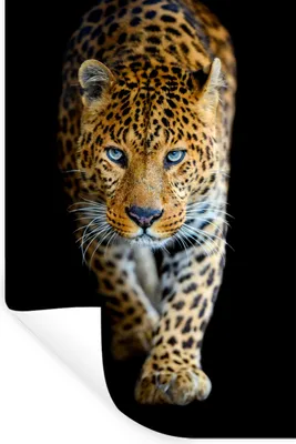 Produktbild von MuchoWow® Wandtattoo Wandsticker Wandaufkleber Leopard - Tiere - Porträt - Wildtiere - Schwarz 60x90 cm Selbstklebend und Repositionierbar - Sticker - Dekorfolie