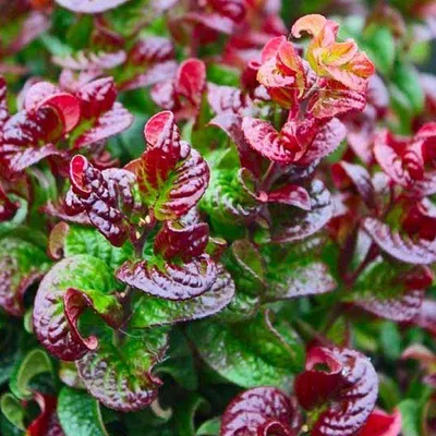 Obrázok produktu pre 2 x  Levanduľová vresovec  - Leucothoe axillaris 'Curly Red'  | 20-30 cm v kontajneri
