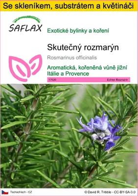 Obrázek produktu pro SAFLAX Kultivační sada - Skutečný rozmarýn - Rosmarinus officinalis - 100 Semena - S mini skleníkem, pěstebním substrátem a 2 květináči