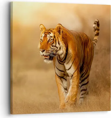Produktbild von Bild auf Leinwand - Leinwandbild - tiger tier - 30x30cm - Wand Bild - Wanddeko - Wandbilder - Leinwanddruck - Bilder - Kunstdruck - Wanddekoration - Leinwand bilder - Wandkunst - AC30x30-3946