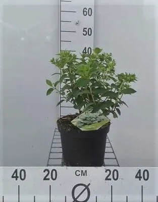 Produktbild von Hydrangea pan. 'Bobo'® - Rispenhortensie Bobo 30- 40 cm Container
