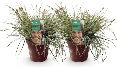 Produktbild von Green boutiQ - Ziergräser - Carex oshimensis Everest - Weiß und Grün - 2 Pflanzen - Immergrün - Wenig Pflege - Topf 17cm Höhe 50cm