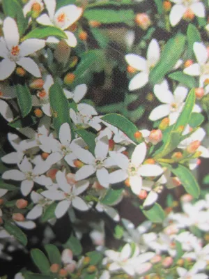 Produktbild von Eriostemon myoporoides - Philotheca - Langblättrige Wachsblume - 30-40cm