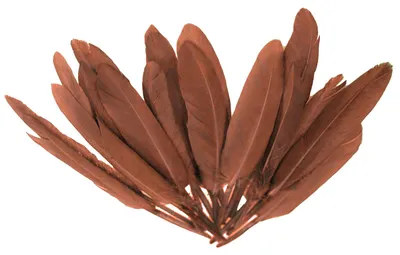 20 Entenfedern , 9-14 cm , rotbraun