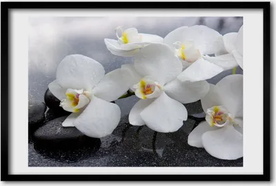 Produktbild von Bild 60x40 MDF-Rahmen, Wandkunst Orchidee