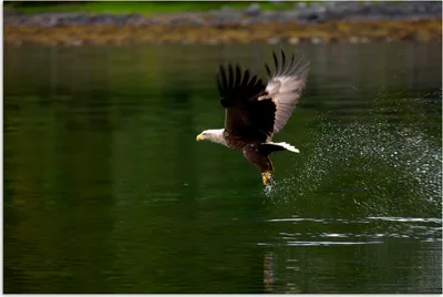 Produktbild von MuchoWow® Poster Ein europäischer Seeadler fliegt aus dem Wasser 120x80 cm - Bilder