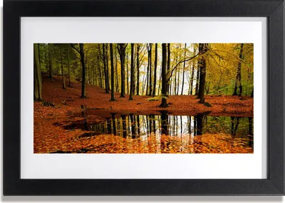 Produktbild von Bild 30x20 MDF-Rahmen Wandkunst Natur Wald Bäume