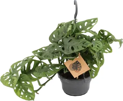 Zdjęcie produktu dla Liść Monstera Monkey Leaf - Roślina domowa - Ø14 cm - Wysokość 30 cm - Oczyszczanie powietrza - Łatwa pielęgnacja - Tropikalna dżungla wewnętrzna