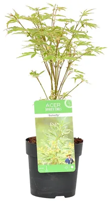 Produktbild von Acer Palmatum Butterfly, Japanischer Ahorn, 20-30 cm, Topf 10,5 cm