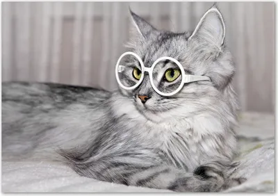Produktbild von Tulup® Glas-Bild - 100 x 70 - Wandbild aus Glas - Wandkunst - Wandbild hinter gehärtetem Sicherheitsglas - Tiere - Katze mit Brille - Grau