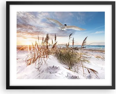 Produktbild von Gerahmtes Poster - Schwarzer Rahmen - Möwe Meer Küste - 50x40 cm - Wand Bild - Wanddeko - Wandbilder - Kunstposter - Wandposter - Bilderrahmen - Bilder - Kunstdruck - Wanddekoration - P2BAA50x40-4902