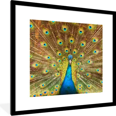 Produktbild von MuchoWow® Gerahmtes Poster Pfauenfedern - Vogel - Blau 40x40 cm - Poster mit Schwarzem Bilderrahmen Wandposter Rahmen Foto Bilder - Poster - Plakat im Rahmen
