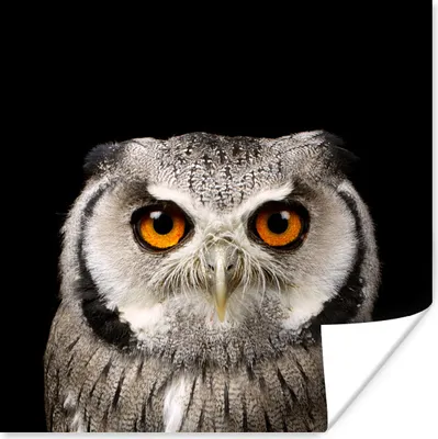 Produktbild von MuchoWow® Poster Porträt Eule 75x75 cm - Wand Dekoration