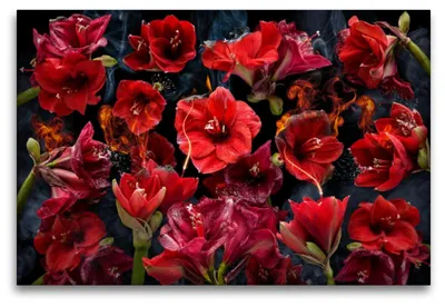 Produktbild von Premium Textil-Leinwand 120x80cm quer Premium Textil-Leinwand 120 cm x 80 cm quer Fuego amaryllo | Wandbild, HD-Bild auf Keilrahmen, Fertigbild auf hochwertigem Vlies, Leinwanddruck von Olaf Bruhn