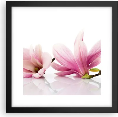 Produktbild von Gerahmtes Poster - Schwarzer Rahmen - Magnolie blume natur pflanze - 30x30 cm - Wand Bild - Wanddeko - Wandbilder - Wandposter - Bilderrahmen - Bilder - Kunstdruck - Wandbild - P2BAC30x30-2641