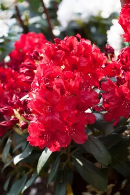 Produktbild von Rhododendron Hybr. 'Erato', Rhododendron, rot, 30–40 cm