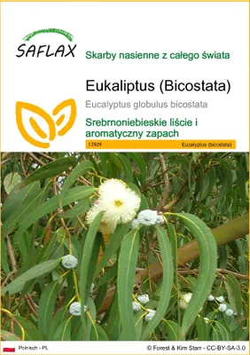 Zdjęcie produktu dla SAFLAX - Eukaliptus (Bicostata) - 100 Nasiona - Eucalyptus globulus bicostata