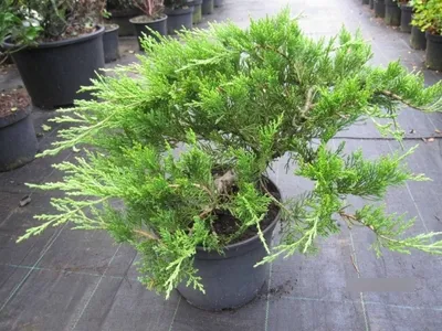 Produktbild von Mooswacholder Rockery Gem - Juniperus sabina Rockery Gem - 40-50