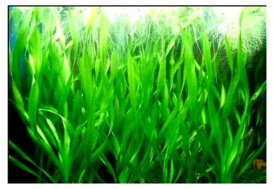 Produktbild von 3 Bunde Vallisnerien, Vallisneria Torta, Aquariumpflanze