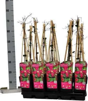 Produktbild von Clematis hybr. 'Madame Julia Correvon' - Waldrebe 50-60 cm | Topf
