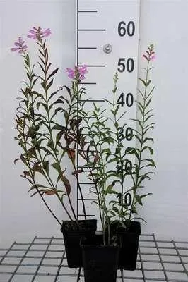 Produktbild von 6 x  Physostegia virg. 'Bouquet Rose' - Gelenkblume - Topf 9 x 9 cm