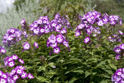Zdjęcie produktu dla Phlox paniculata 'Wilhelm Kesselring', kwiat płomienny, różowy, ok. doniczka 11x11 cm