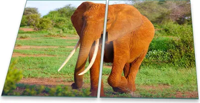 Produktbild von Herdabdeckplatte Glaskeramik 2-Teilig 2x40x52 Elefant Braun Abdeckung Spritzschutz