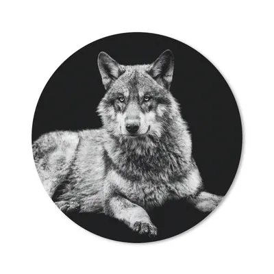Produktbild von MuchoWow® Mauspad Mousepad Wildlife - Wolf - Schwarz - Weiß 20x20 cm - Mousepads - Maus Mat - Pad - Mausunterlage - Schreibtischmatte