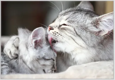 Produktbild von Wallario Wandbild Süße kleine getigerte Katzenbabys, Größe: 70,30 x 100,30 cm, Poster mit weißem Kunststoffrahmen