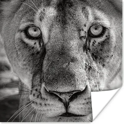 Produktbild von MuchoWow® Poster Tierprofil Löwin in schwarz und weiß 50x50 cm - Wohnzimmerdekoration