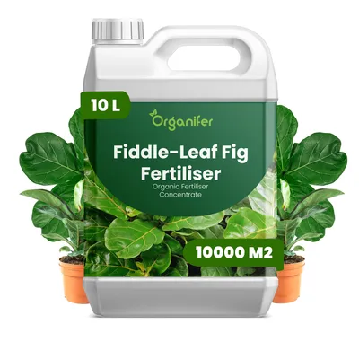 Zdjęcie produktu dla Fiddle Leaf Fig Nawóz Płynny 10 L – 3-4-3 NPK – Do Ficus Lyrata – Do Zdrowe Listy i Silny Wzrost – Podporuje Korzenie i Vitalitu – Organifer