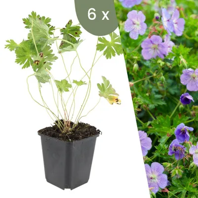 Image de Plants by Frank | 12 Plantes de géranium | Geranium 'Rozanne' | Couvre-sol rustique | Vivaces rustiques | Plantes de jardin
