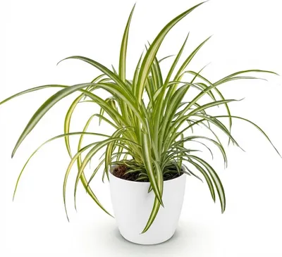 Immagine prodotto di Chlorophytum comosum Variegatum, pianta da appartamento con vaso bianco, Ø 12 cm, altezza 20 cm