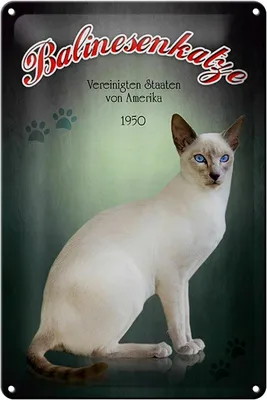 Produktbild von Blechschild Katze 20x30cm Balinesenkatze Amerika 1950
