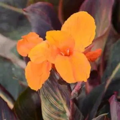 Image de Canna 'Andaloucia' / Balisier panaché
