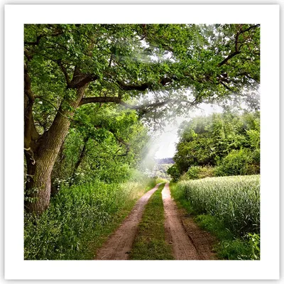 Produktbild von Poster - Poster ohne Rahmen - Pfad Natur Wald Grün - 50x50 cm - Wand Bild - Wanddeko - Wandbilder - Kunstposter - Wandposter - Bilder - Kunstdruck - Wanddekoration - Wandbild - P2XAC50x50-2637