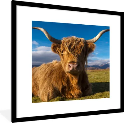 Produktbild von MuchoWow® Gerahmtes Poster Schottische Highlander - Tiere - Gras 40x40 cm - Poster mit Schwarzem Bilderrahmen Wandposter Rahmen Foto Bilder - Poster - Plakat im Rahmen
