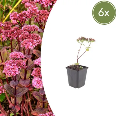 Zdjęcie produktu dla Rozchodnik 'Matrona' | 6 roślin - 10-25cm - Ø9cm - Roślina ogrodowa