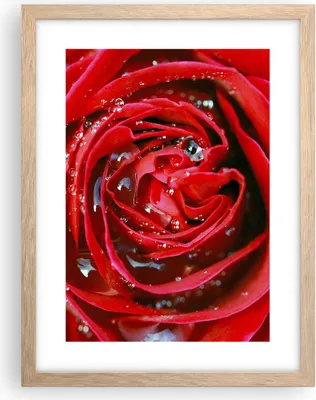 Produktbild von Gerahmtes Poster - Rahmen in heller Eiche - Rose Blume Blütenblätter Tau - 30x40 cm - Wand Bild - Wanddeko - Wandbilder - Wandposter - Bilderrahmen - Bilder - Kunstdruck - Wandbild - P2NPA30x40-1518