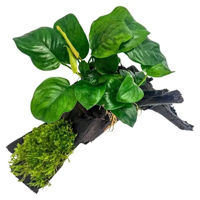 Produktbild von AquaOne Pflanze Anubias barteri und Moos auf Mangrovenwurzel Aquarium Dekoration