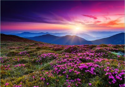Produktbild von Wallario Fototapete Vliestapete, seidenmatte Oberfläche, einfache Verarbeitung, Größe 300 x 210 cm, Motiv Blumenbedeckte Wiese bei Sonnenuntergang