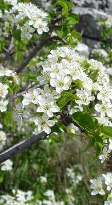 A close-up view of a flowering branch of a tree, with white blossoms and green leaves.